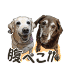 ぬのかわ犬猫病院スタンプ（個別スタンプ：18）