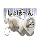 ぬのかわ犬猫病院スタンプ（個別スタンプ：20）