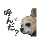 ぬのかわ犬猫病院スタンプ（個別スタンプ：22）