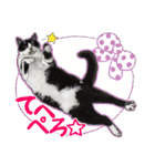 ぬのかわ犬猫病院スタンプ（個別スタンプ：31）