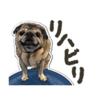 ぬのかわ犬猫病院スタンプ（個別スタンプ：33）