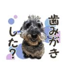 ぬのかわ犬猫病院スタンプ（個別スタンプ：36）