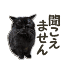 ぬのかわ犬猫病院スタンプ（個別スタンプ：39）