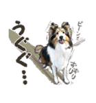 ぬのかわ犬猫病院スタンプ（個別スタンプ：40）