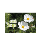 Flowers greeting（個別スタンプ：4）