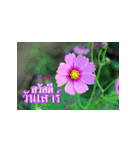 Flowers greeting（個別スタンプ：7）