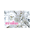 Flowers greeting（個別スタンプ：15）