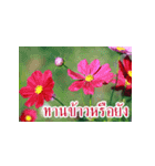Flowers greeting（個別スタンプ：16）