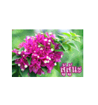 Flowers greeting（個別スタンプ：18）