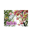 Flowers greeting（個別スタンプ：21）