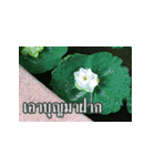 Flowers greeting（個別スタンプ：22）