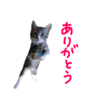 かわいい猫 リオくん（個別スタンプ：3）