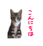 かわいい猫 リオくん（個別スタンプ：4）
