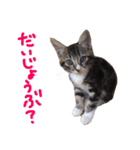 かわいい猫 リオくん（個別スタンプ：10）