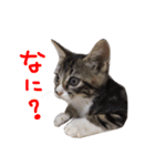 かわいい猫 リオくん（個別スタンプ：11）