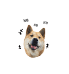 Shiba Sherry（個別スタンプ：1）