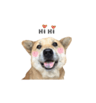 Shiba Sherry（個別スタンプ：2）
