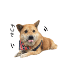 Shiba Sherry（個別スタンプ：3）