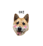 Shiba Sherry（個別スタンプ：4）