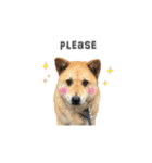 Shiba Sherry（個別スタンプ：5）