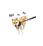Shiba Sherry（個別スタンプ：7）