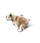 Shiba Sherry（個別スタンプ：9）