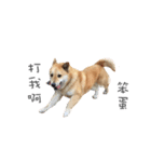 Shiba Sherry（個別スタンプ：10）