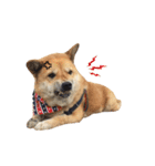 Shiba Sherry（個別スタンプ：11）