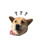 Shiba Sherry（個別スタンプ：12）