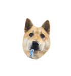 Shiba Sherry（個別スタンプ：13）