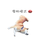 Shiba Sherry（個別スタンプ：16）