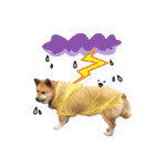 Shiba Sherry（個別スタンプ：17）