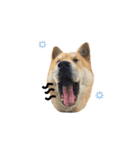 Shiba Sherry（個別スタンプ：18）