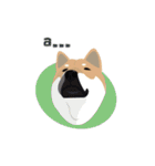 Shiba Sherry（個別スタンプ：19）