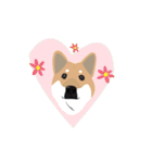 Shiba Sherry（個別スタンプ：24）