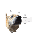 Shiba Sherry（個別スタンプ：25）