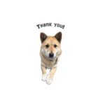 Shiba Sherry（個別スタンプ：26）