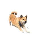 Shiba Sherry（個別スタンプ：27）