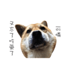 Shiba Sherry（個別スタンプ：28）