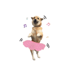 Shiba Sherry（個別スタンプ：31）