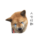 Shiba Sherry（個別スタンプ：32）