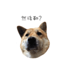 Shiba Sherry（個別スタンプ：33）