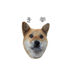 Shiba Sherry（個別スタンプ：34）