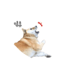 Shiba Sherry（個別スタンプ：35）