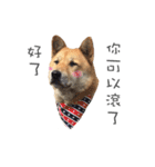 Shiba Sherry（個別スタンプ：36）