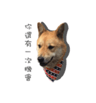 Shiba Sherry（個別スタンプ：37）