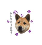 Shiba Sherry（個別スタンプ：38）