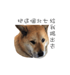 Shiba Sherry（個別スタンプ：39）