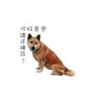 Shiba Sherry（個別スタンプ：40）