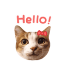 Mila Kitten（個別スタンプ：1）